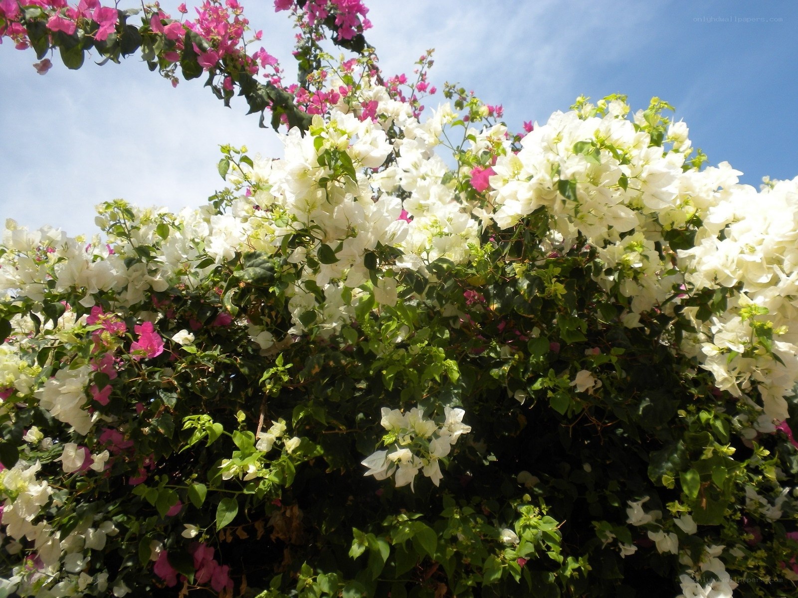 Bougainvillea flowers in bloom