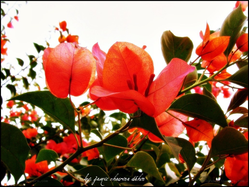 Bougainvillea flowers in sunlight