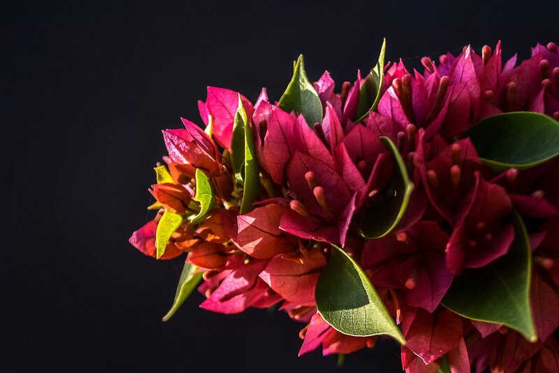 Bougainvillea Flowers — Magenta, Dramatic