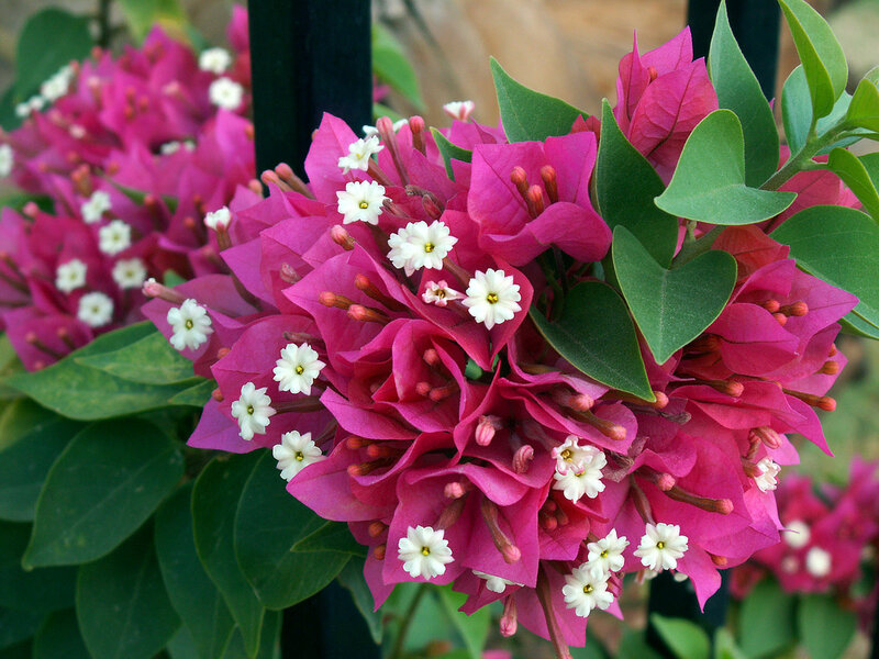 Bougainvillea Flowers — Magenta