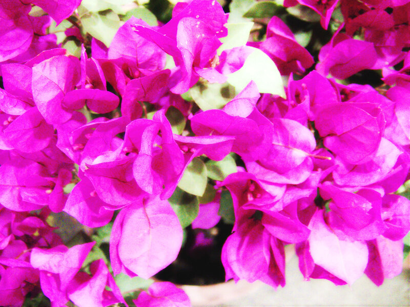 Bougainvillea Flowers — Magenta, Vibrant