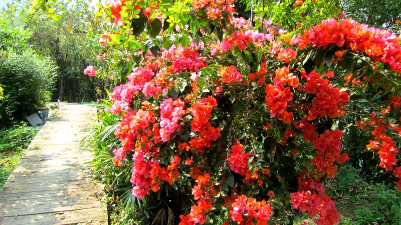 Bougainvillea Flowers on Bush