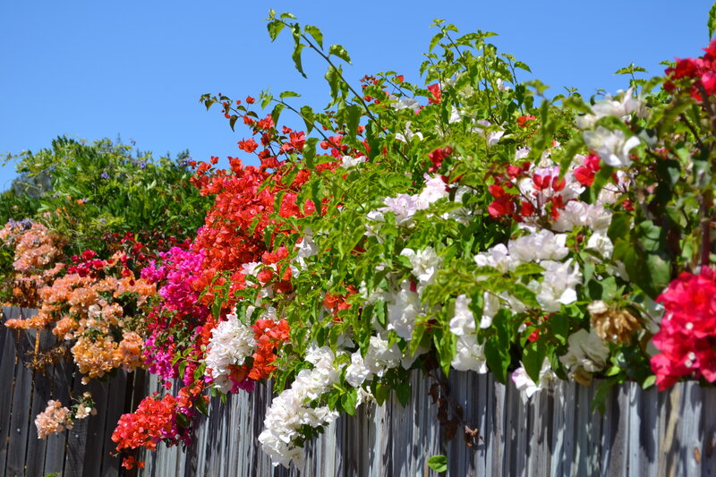 Bougainvillea Flowers on Fence