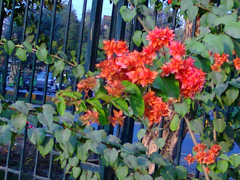 Bougainvillea Flowers on Vine