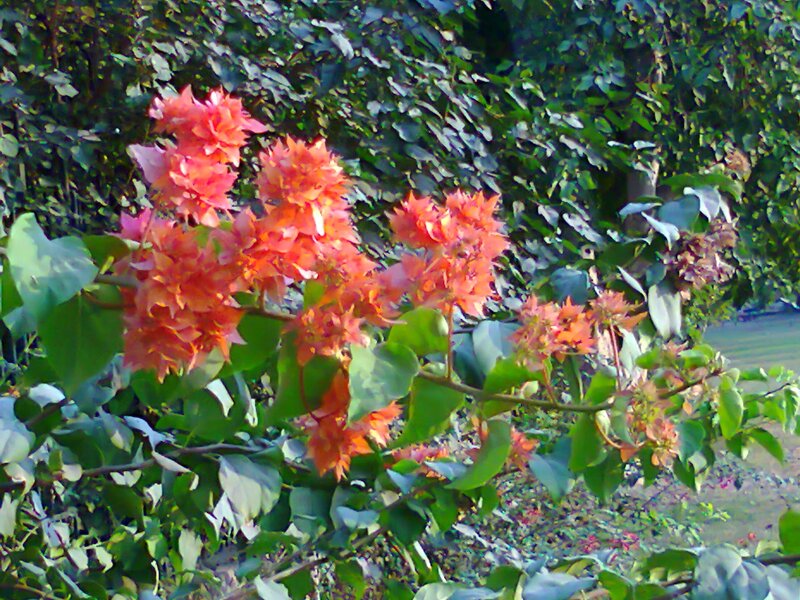 Bougainvillea Flowers — Orange, Calm