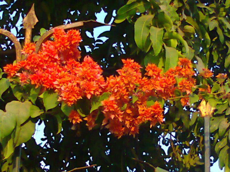 Bougainvillea Flowers — Orange