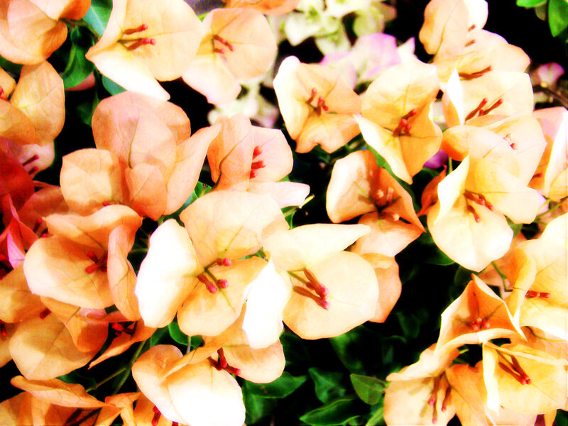 Bougainvillea Flowers — Orange, Vibrant, Photograph