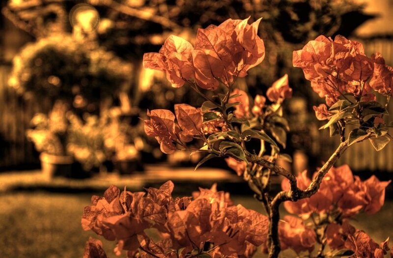 Bougainvillea Flowers — Orange, Warm