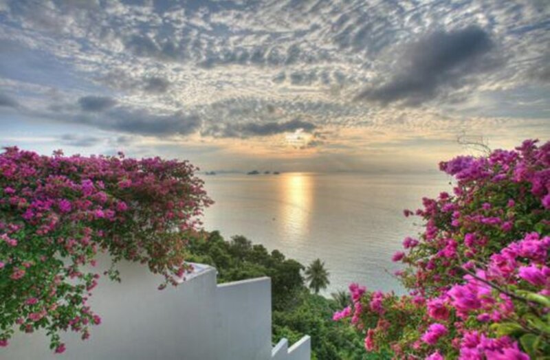 Bougainvillea Flowers Overlooking Sea — Pink