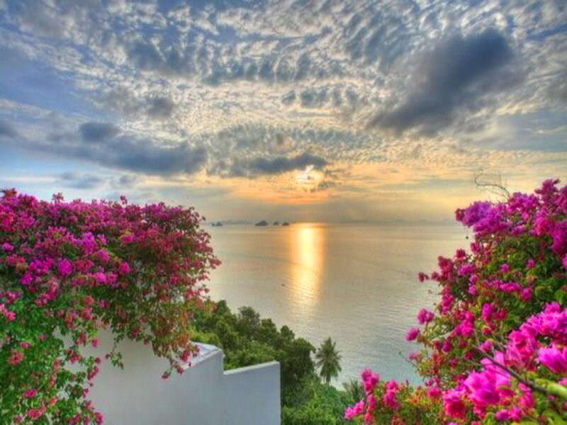 Bougainvillea Flowers Overlooking Sea