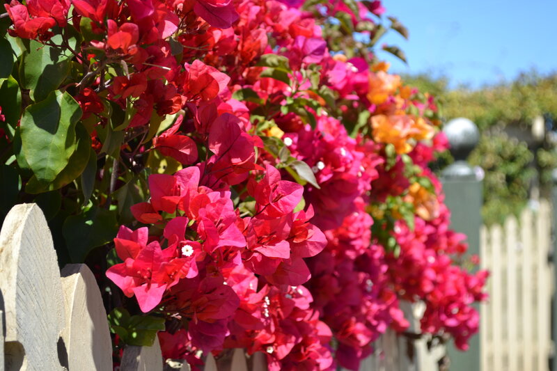 Bougainvillea Flowers — Pink, Bright, Afternoon, Photograph