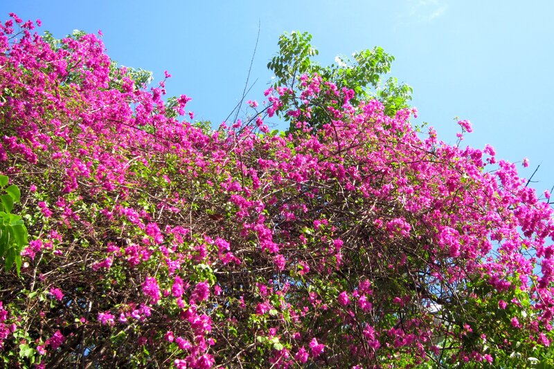 Bougainvillea Flowers — Pink, Bright, Afternoon