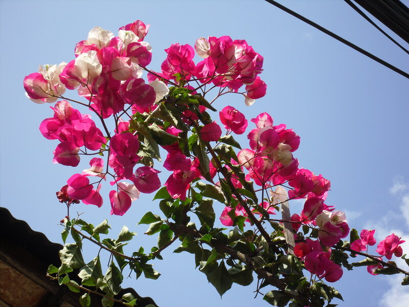 Bougainvillea Flowers — Pink, Bright