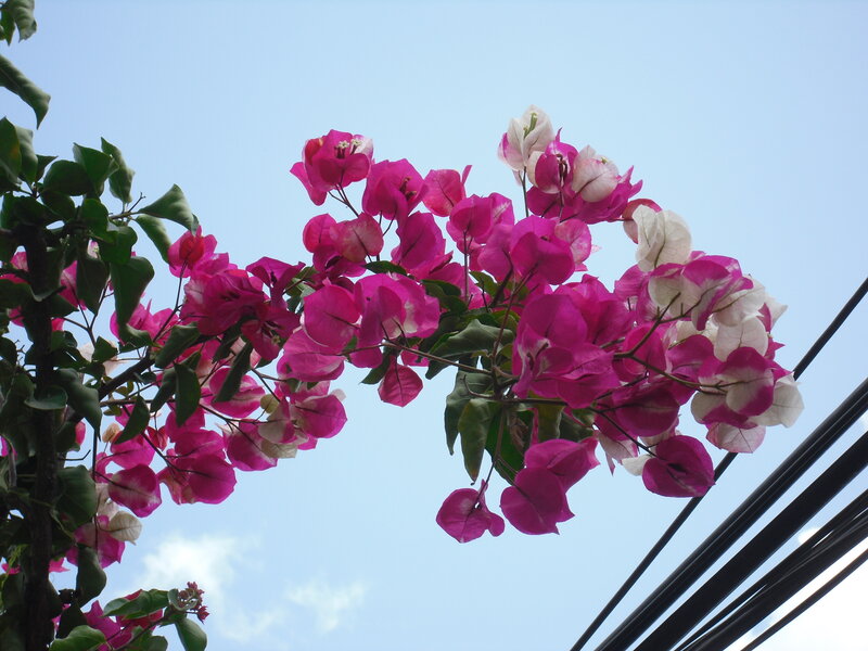Bougainvillea Flowers — Pink, Calm, Afternoon, Photograph
