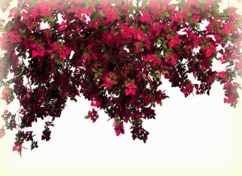 Bougainvillea Flowers — Pink, Calm, Photograph, Leaves