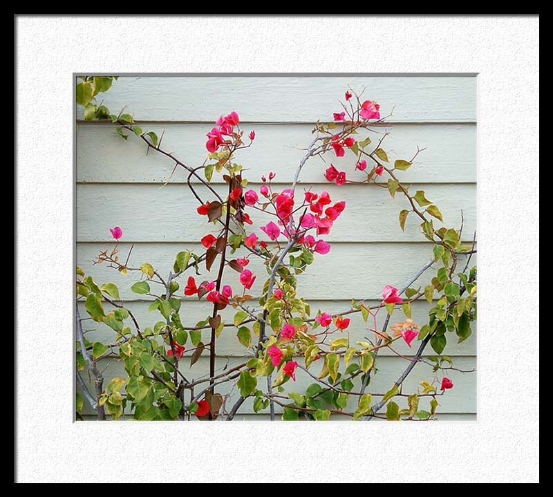 Bougainvillea Flowers — Pink, Calm