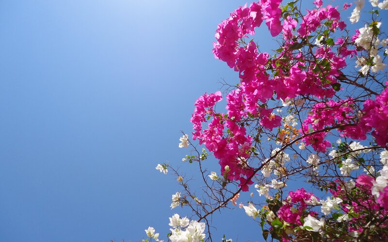 Bougainvillea Flowers — Pink, Serene, Afternoon, Photograph, Branches, Sky, White
