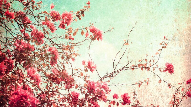 Bougainvillea Flowers — Pink, Serene, Afternoon, Photograph, Branches