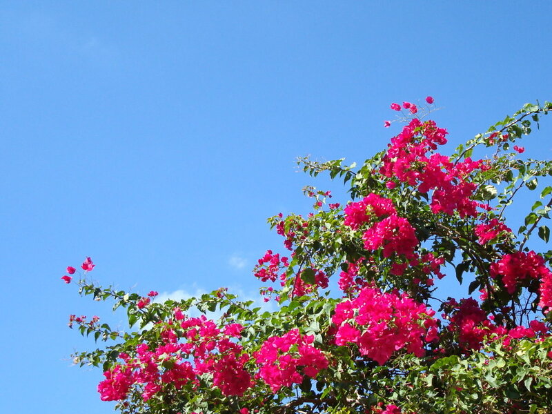 Bougainvillea Flowers — Pink, Serene, Afternoon