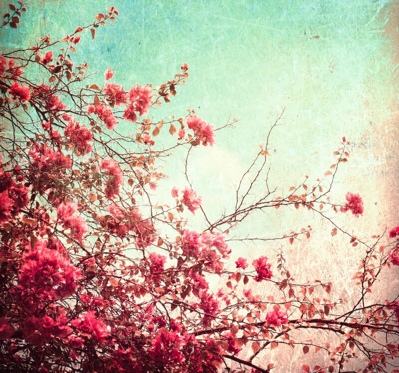 Bougainvillea Flowers — Pink, Serene, Spring