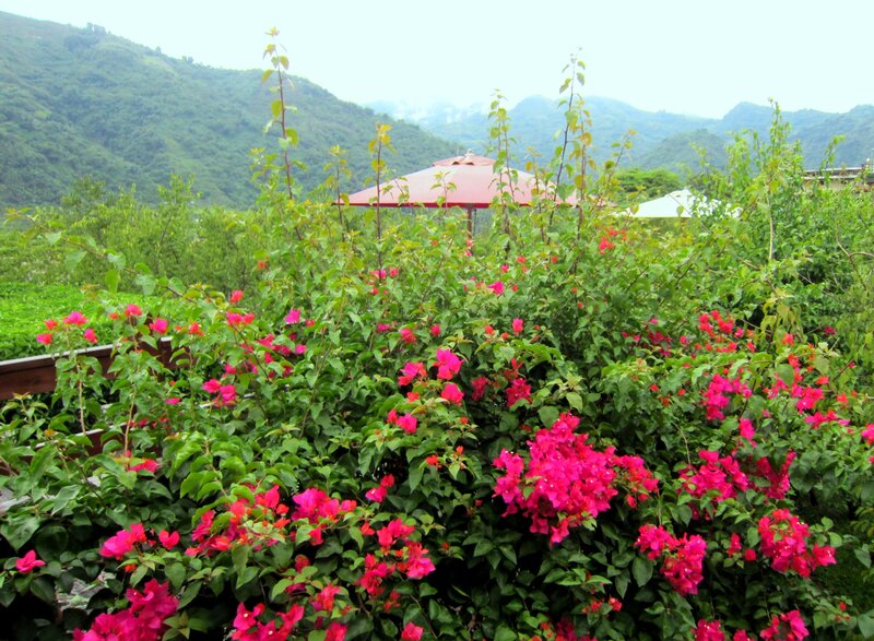 Bougainvillea Flowers — Pink, Serene