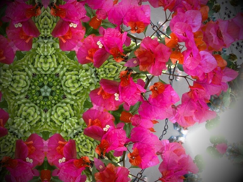Bougainvillea Flowers — Pink