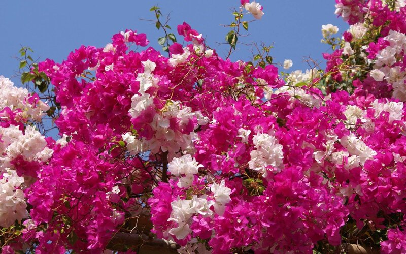 Bougainvillea Flowers — Pink, Vibrant, Afternoon
