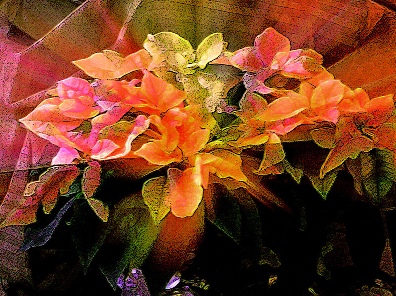Bougainvillea Flowers — Pink, Vibrant, Digital Art