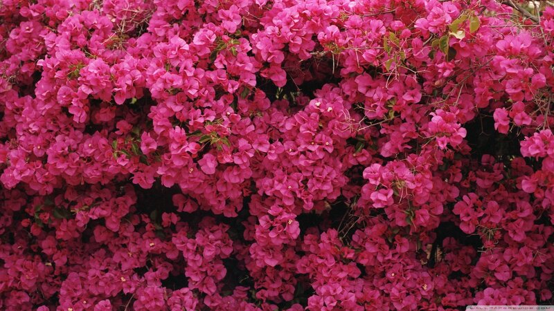 Bougainvillea Flowers — Pink, Vibrant, Photograph, Leaves, Branches