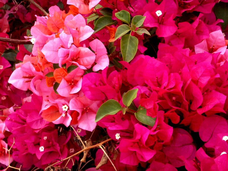 Bougainvillea Flowers — Pink, Vibrant, Photograph, Leaves