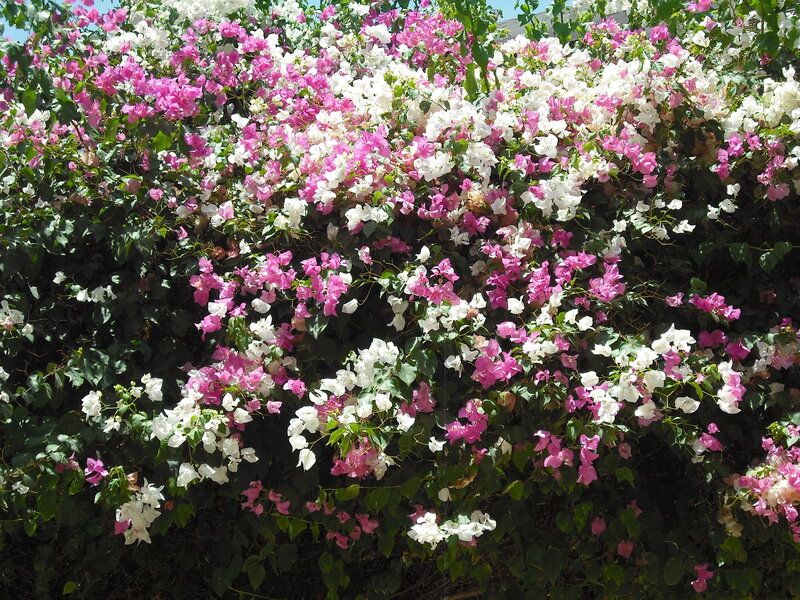 Bougainvillea Flowers — Pink, Vibrant