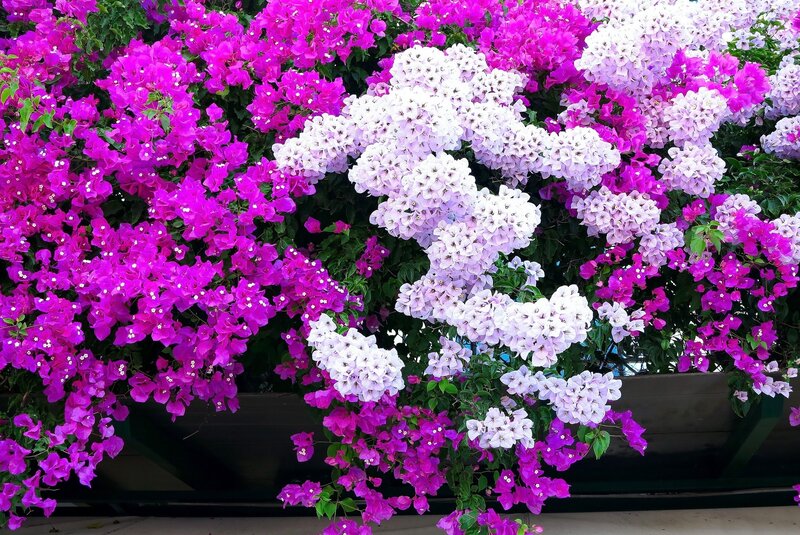 Bougainvillea Flowers — Purple
