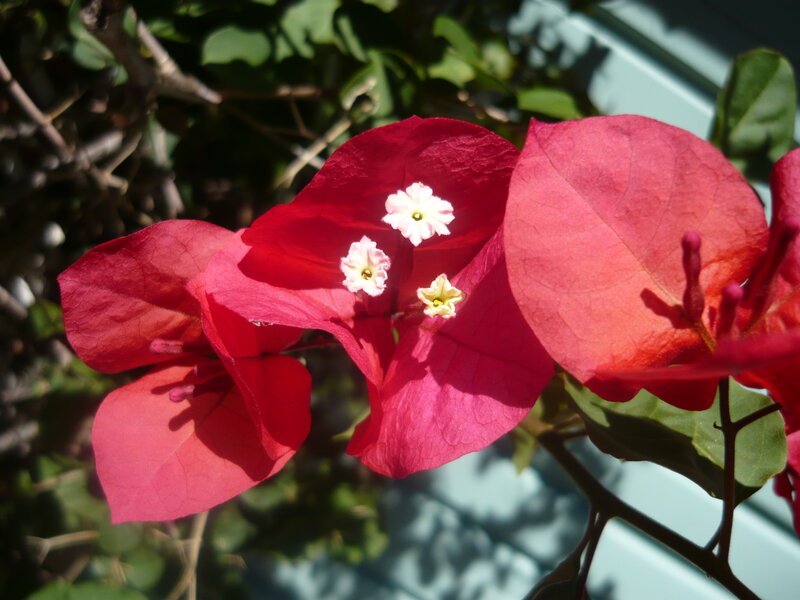 Bougainvillea Flowers — Red, Bright
