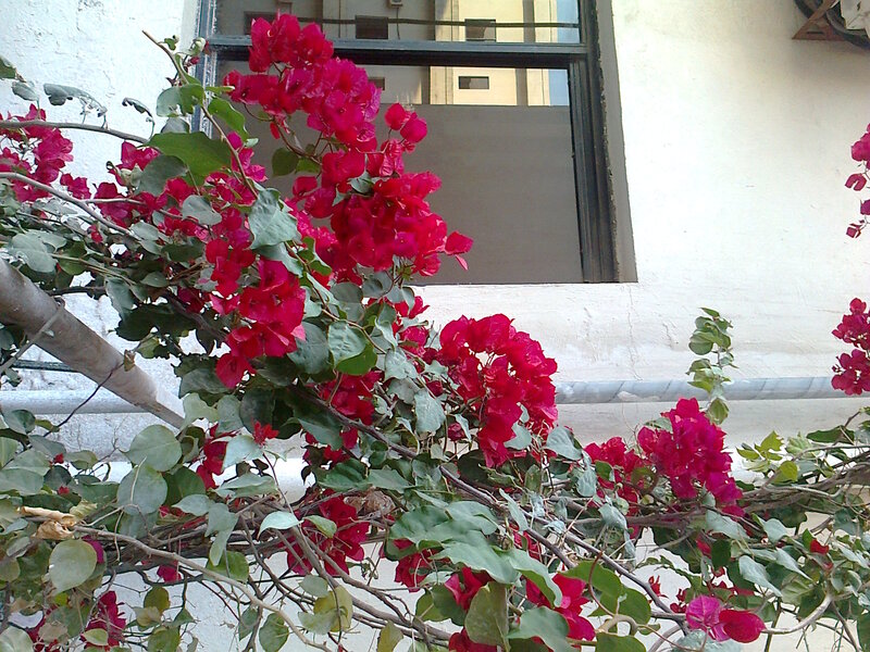 Bougainvillea Flowers — Red, Calm