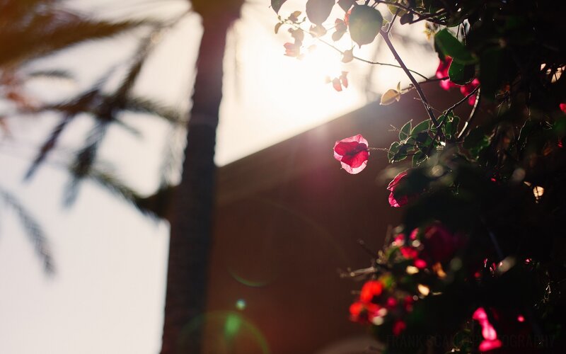 Bougainvillea Flowers — Red, Serene