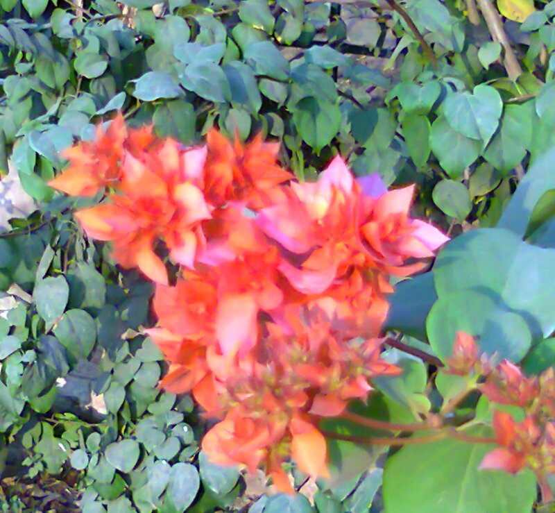 Bougainvillea Flowers — Red
