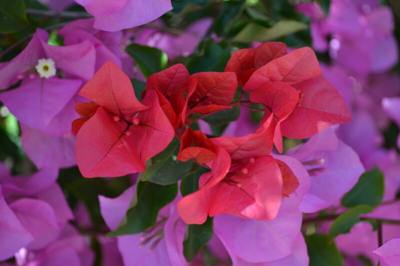 Bougainvillea Flowers — Red, Vibrant, Afternoon