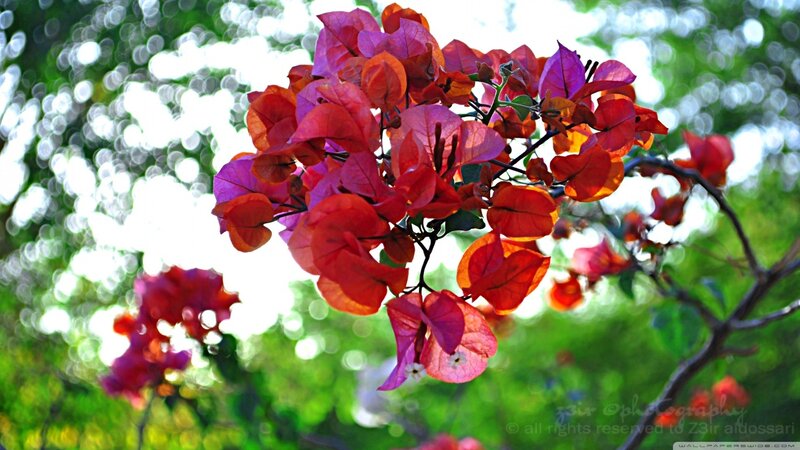 Bougainvillea Flowers — Red, Vibrant