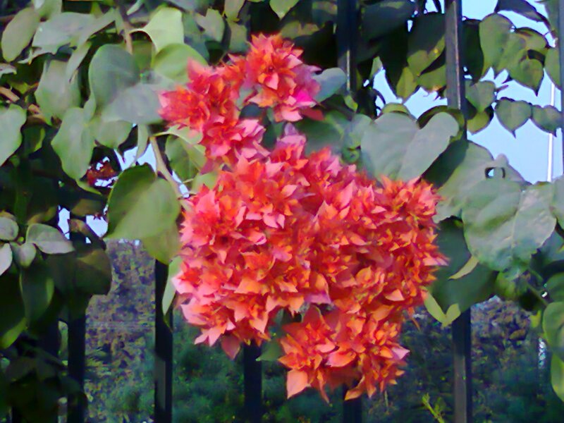 Bougainvillea Flowers