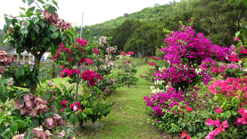 Bougainvillea Garden Path