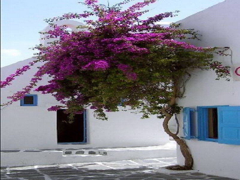Bougainvillea in a Greek village