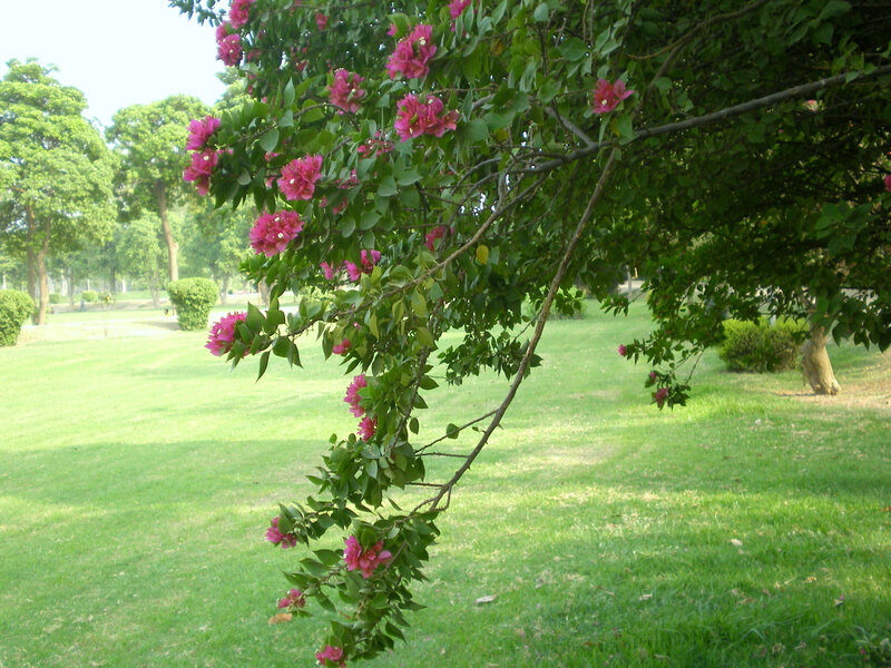 Bougainvillea in a park