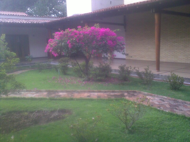 Bougainvillea in courtyard garden