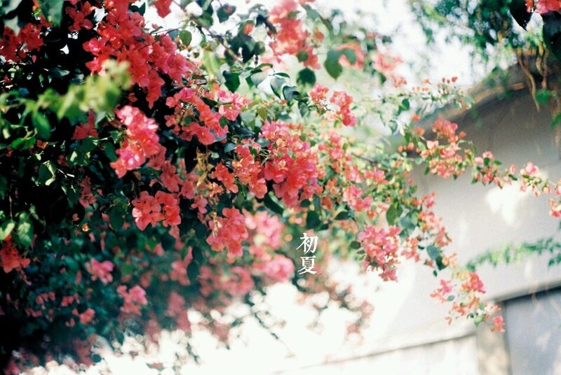 Bougainvillea in early summer