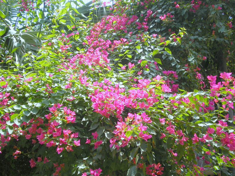 Bougainvillea in full bloom