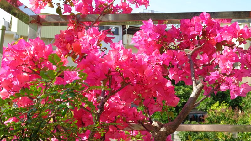 Bougainvillea in full bloom