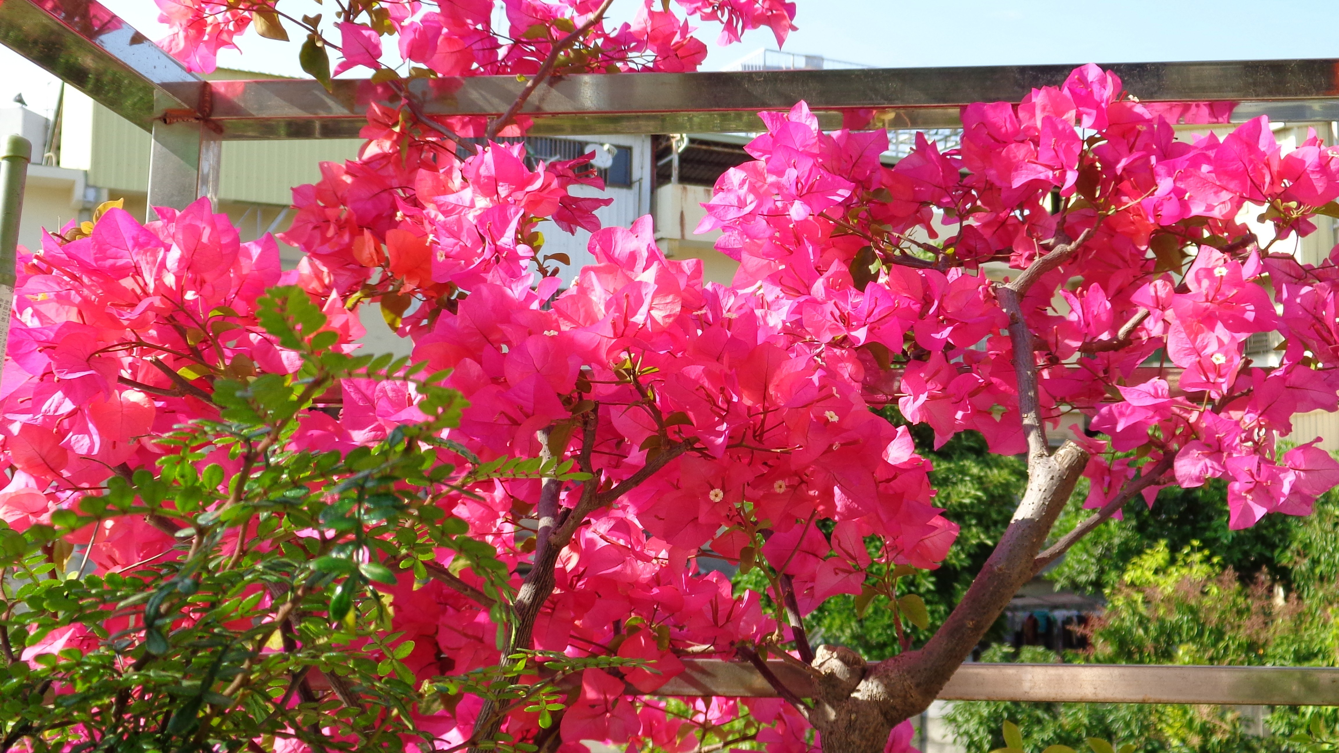 Bougainvillea in full bloom