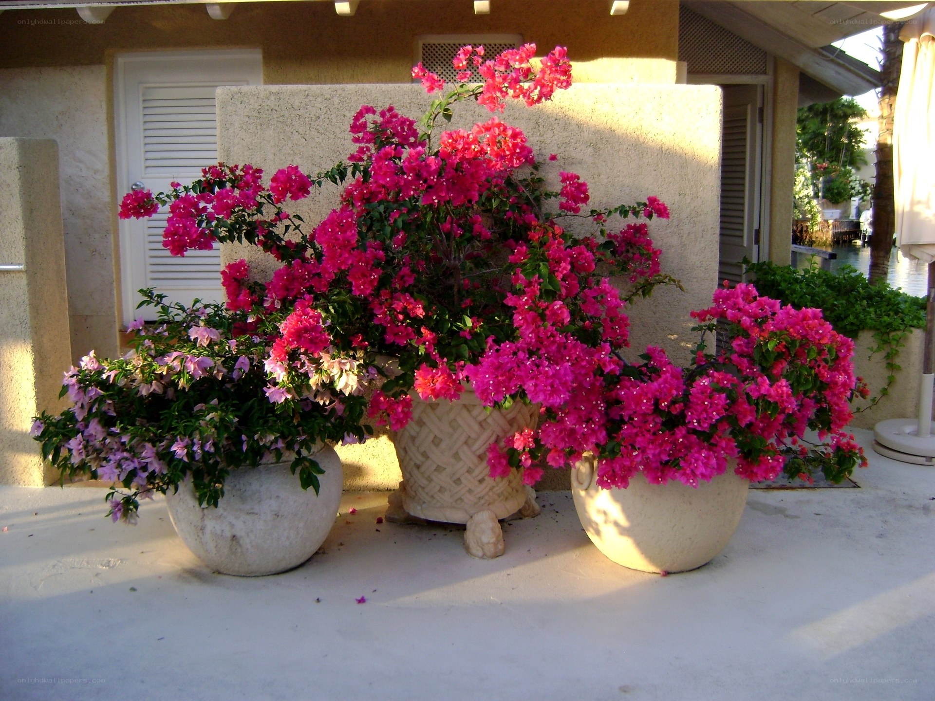 Bougainvillea in planters