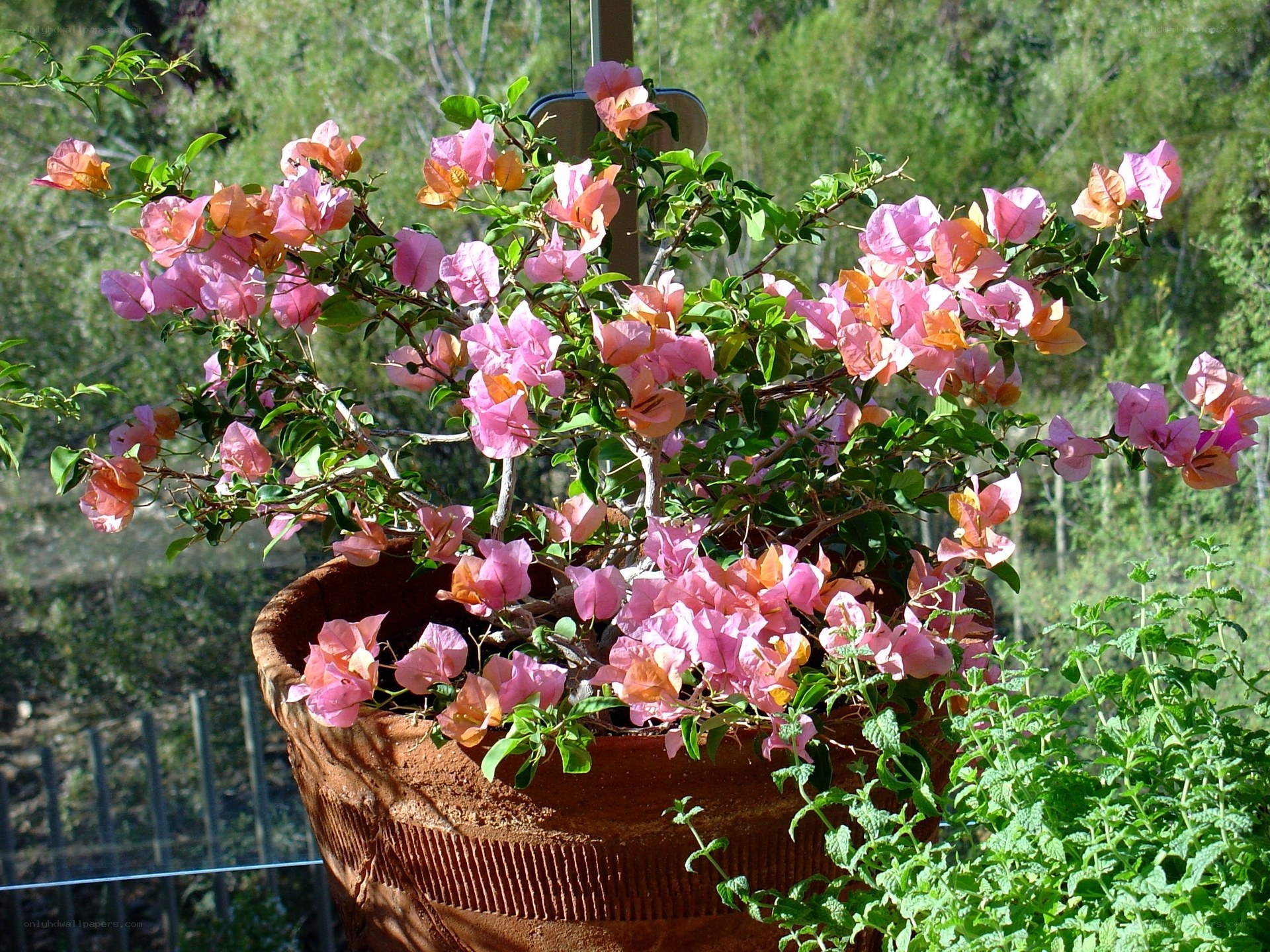 Bougainvillea in terracotta pot