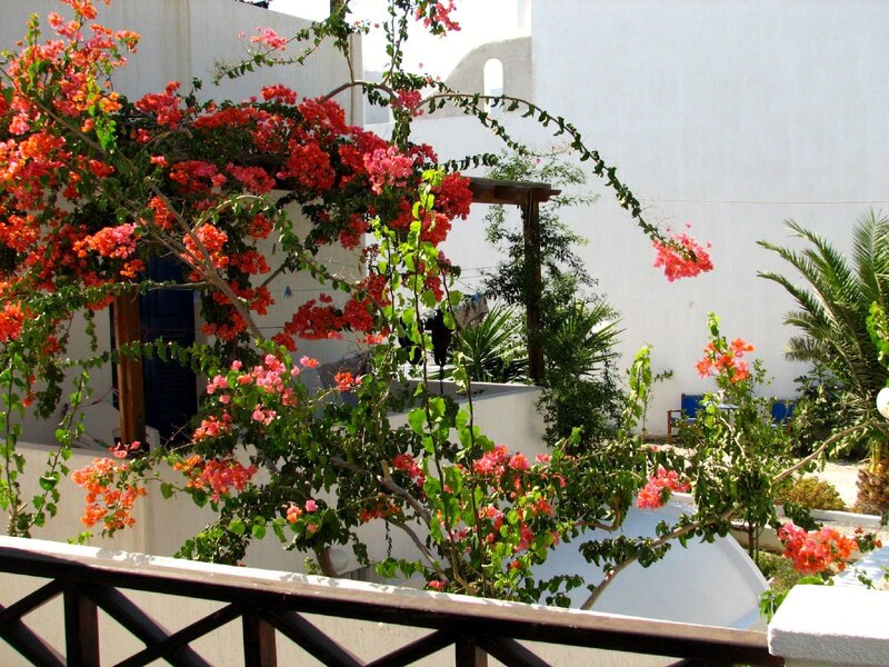 Bougainvillea on a balcony